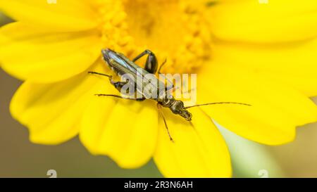 Gelbbbeiniger, dickbeiniger Blumenkäfer auf einer gelben Blume, Oedemera flavipes Stockfoto