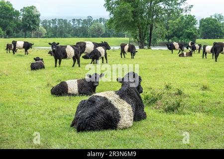 Belted Galloway Rinder Herde in saftig grünen Weide. "Belties sind eine keltische Rasse von Shaggy beschichtet Vieh. Das weiße Band ist eine beherrschende genetisches Merkmal Stockfoto
