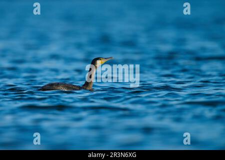 Kormoran an an der Algarve - Portugal - Stockfoto