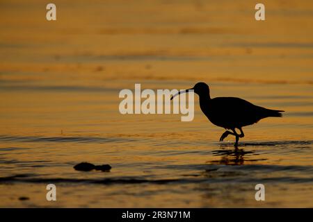 Eurasisches Wimbrel mit Hintergrundbeleuchtung an der Algarve Stockfoto