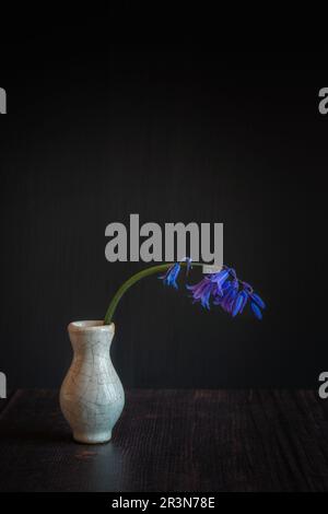 Bluebell-Blume in Vintage-Vase vor schwarzem Hintergrund Stockfoto