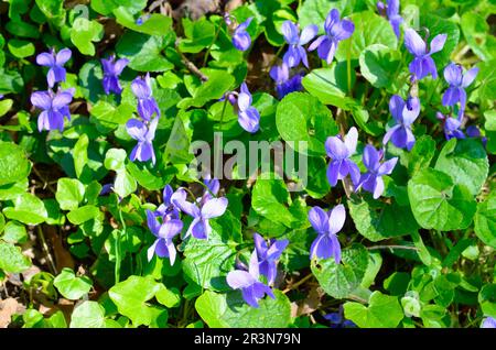 Viola odorata ist allgemein bekannt als Holzviolett, Süßes Violett, Englisches Violett, Gemeines Violett, Florismusviolett, Oder Gartenviolett Stockfoto