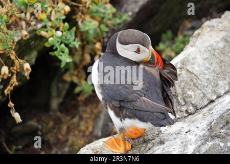 Papageientaucher auf den Skellig-Inseln Stockfoto