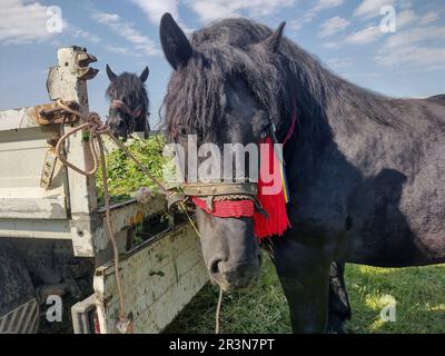 Schwarzes Pferd auf einer Messe in Rumänien Stockfoto