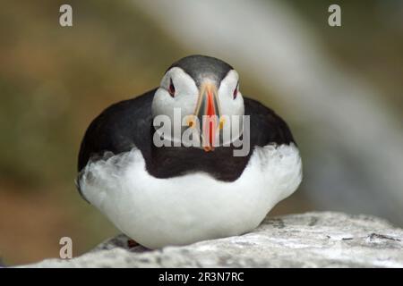 Papageientaucher auf den Skellig-Inseln Stockfoto