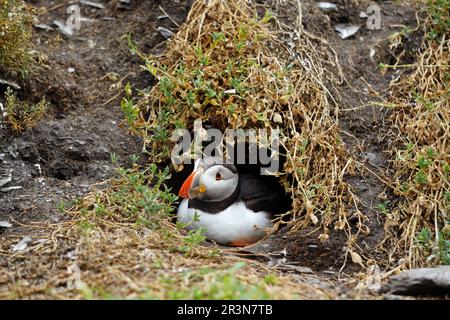 Papageientaucher auf den Skellig-Inseln Stockfoto