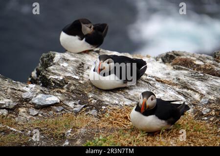 Papageientaucher auf den Skellig-Inseln Stockfoto