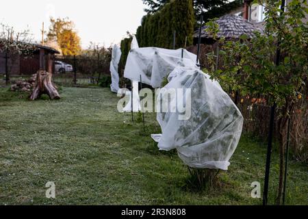 Die Beerenbüsche sind zum Frostschutz mit weißem Agronet bedeckt. Frühlingskälte, Gartenarbeit. Stockfoto