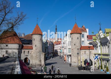 Viru Gate Wachtürme in Vanalinn, der Altstadt von Tallinn, Estland Stockfoto