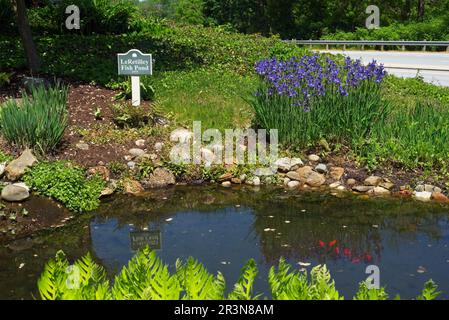 Ein Koi-Teich und Garten liegen zwischen Gebäuden und mit Blick auf eine Autobahn im historischen Roscoe Village am Rande von Coshocton, Ohio. Stockfoto