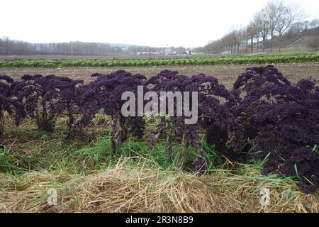 Brassica oleracea variegata palmifolia Rubra, roter toskanischer Kalk Stockfoto