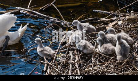 Leith, Edinburgh, Schottland, Großbritannien, 24. Mai 2023. Neu geschlüpfte Zygnete: Ein stummes Schwanenpaar hat erfolgreich 9 Zygnete in einem Nest neben der Küste am Ende des Wassers von Leith geschlüpft. Der weibliche Schwan nimmt die Jungen zum Schwimmen mit, aber ein Cygnet konnte oder wollte das Nest nicht verlassen, obwohl Mama es wiederholt anrief. Kredit: Sally Anderson/Alamy Live News Stockfoto