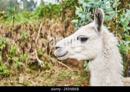 Seitenansicht des bezaubernden flauschigen Lama mit Zügel und weißem Fellschliff auf der Wiese auf dem Bauernhof in Ecuador Stockfoto