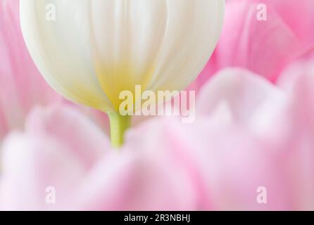 Nahaufnahme einer zarten weißen Tulpenblume mit dünnem Stiel, der zwischen rosa Blüten wächst Stockfoto