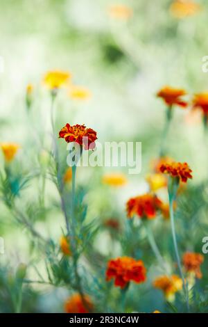 Leuchtend orangefarbene Marigoldblüten mit grünen Blättern, die an sonnigen Tagen im Garten auf dünnen Stängeln wachsen Stockfoto