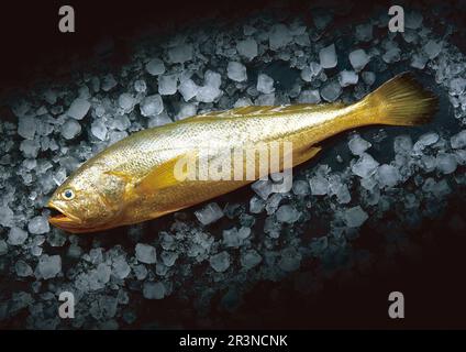 Frische große gelbe Croaker auf schwarzem Hintergrund. Draufsicht Stockfoto