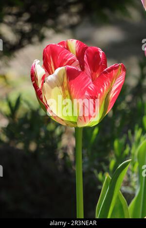 side view of a beautiful red sunlit viridiflora tulip against a natural blurry background Stockfoto