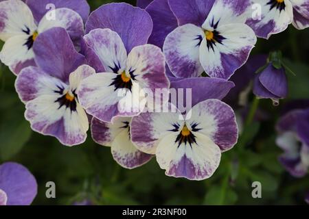 Nahaufnahme von hübschen lila-weißen Violett-Cornuta-Blumen Stockfoto