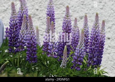 Wunderschöne violett-blaue Gartenlupinen wachsen vor einer Hauswand in einem mehrjährigen Bett, Seitenblick Stockfoto