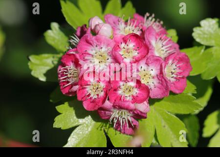 Nahaufnahme der hübschen rosa-weißen Blüten eines Crataegus laevigata-Strauchs Stockfoto