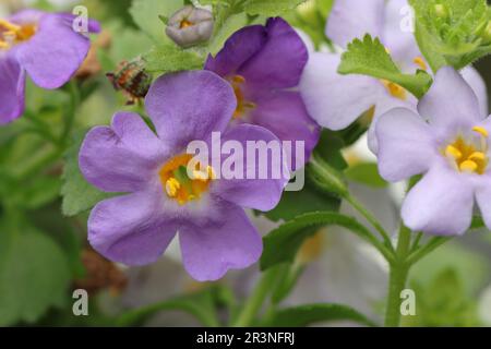 Wunderschöne einzelne Blume einer blauen Bacopa sutera grandiflora Stockfoto
