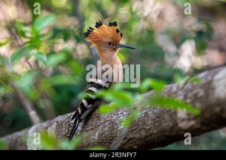 Madagaskar Hoopoe, Upupa marginata, Isalo Madagaskar Wildtiere Stockfoto