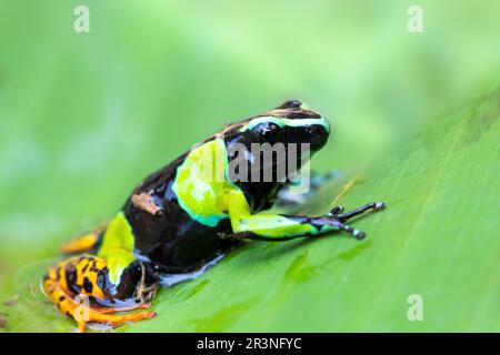 Baron's Mantella, Mantella Baroni, endemischer Frosch, Madagaskar Stockfoto