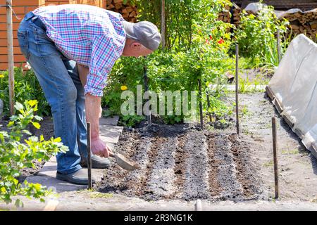 Ein männlicher Gärtner trägt Dünger auf die Betten im Hof auf einem persönlichen Grundstück an einem Frühlingstag auf. Gartenkonzept. Stockfoto