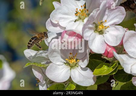 Biene im Flug, Apfelblüten, Reppenstedt, Niedersachsen, Deutschland Stockfoto