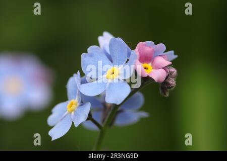 Nahaufnahme von blauen und hellrosa myosotis-Blumen vor einem unscharfen natürlichen Hintergrund, Seitenansicht Stockfoto