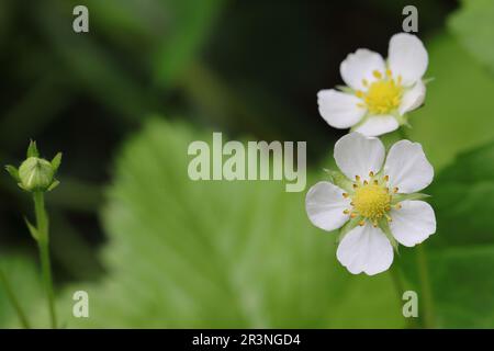 Nahaufnahme von zwei hübschen weißen Blumen einer wilden Erdbeere vor einem unscharfen Hintergrund, Kopierbereich Stockfoto