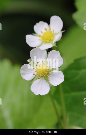 Zwei hübsche weiße Blumen einer wilden Erdbeere vor einem verschwommenen Hintergrund Stockfoto