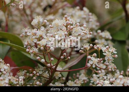 Nahaufnahme der wunderschönen weißen Blumen auf dem breiten Regenschirm einer Photinia x fraseri Stockfoto