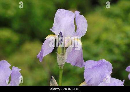 Nahaufnahme einer wunderschönen, helllila Bärtigen Irisblende in einem Gartenbett, Seitenansicht, Irisbarbata elatior Stockfoto