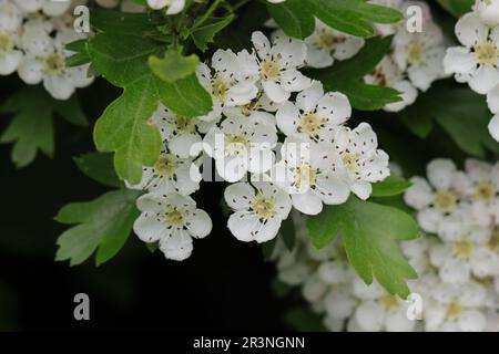 Wunderschöne Weißdornblumen erstrecken sich zwischen grünen Blättern hin zur Sonne, aus nächster Nähe Stockfoto