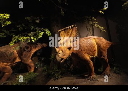 Ottawa, Ontario/Kanada-05.18.2023 Innenraum des Kanadischen Naturmuseums Stockfoto