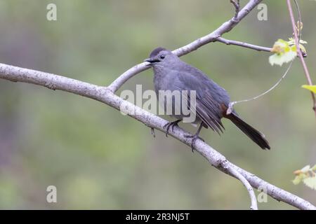 Graukatze (Dumetella carolinensis) im Frühjahr Stockfoto