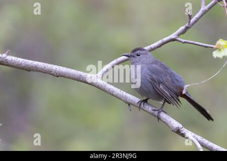 Graukatze (Dumetella carolinensis) im Frühjahr Stockfoto
