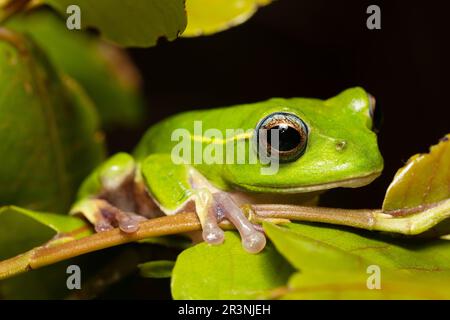 Boophis occidentalis, Andringitra National Park, Madagaskar Wildtiere Stockfoto