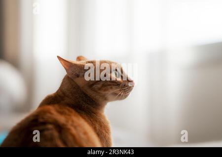 Schließen. Braune Katze mit grünen Augen und weißem Hintergrund, Profilansicht Stockfoto