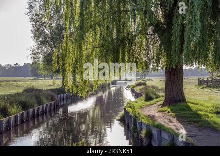 Herrlicher, weinender Weidenbaum, der majestätisch über dem Fluss hängt Stockfoto