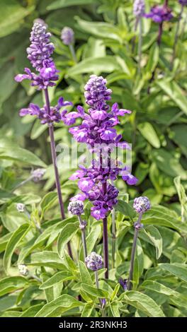 Mealy Sage „Salvia farinacea“ Stockfoto