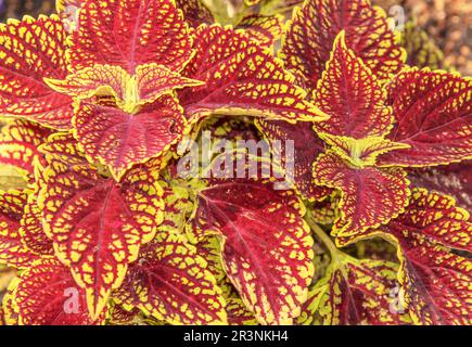 Buntnessel „Solenostemon scutellarioides“ Stockfoto