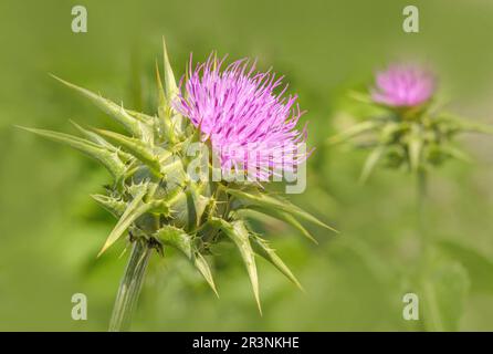 Mariendistel „Silybum marianum“ Stockfoto