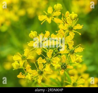 Weinraute „Ruta graveolens“ Stockfoto