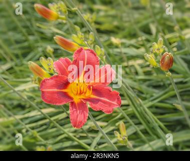 Gelbrote Taglilie „Hemerocallis fulva“ Stockfoto