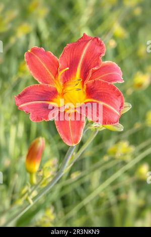 Gelbrote Taglilie „Hemerocallis fulva“ Stockfoto
