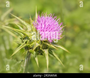 Mariendistel „Silybum marianum“ Stockfoto