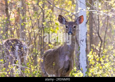 Weißwedelhirsch (Odocoileus virginianus) im Frühjahr Stockfoto