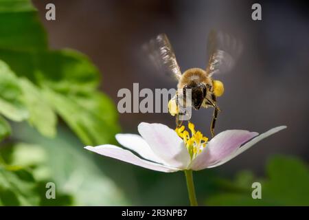 Die Biene schwebt nach vorne über einer Holzanemone Stockfoto